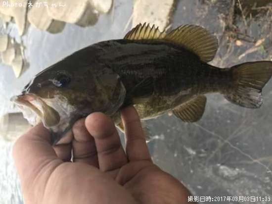 ���⡼��ޥ����Х�