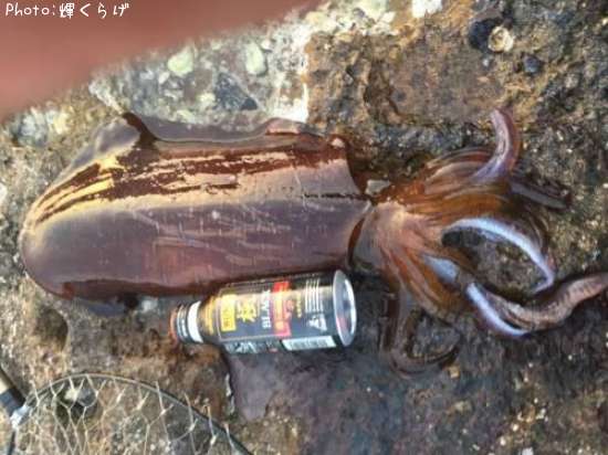 �����ꥤ��