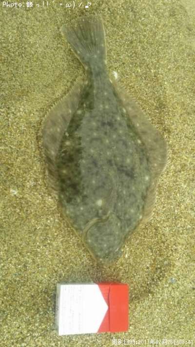 �ޥ����쥤