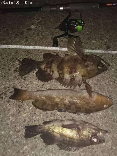 ��Х롢�����ʥ�