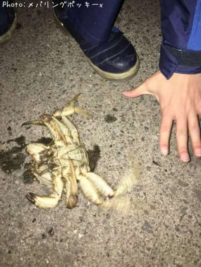 �ȥ����ꥬ��