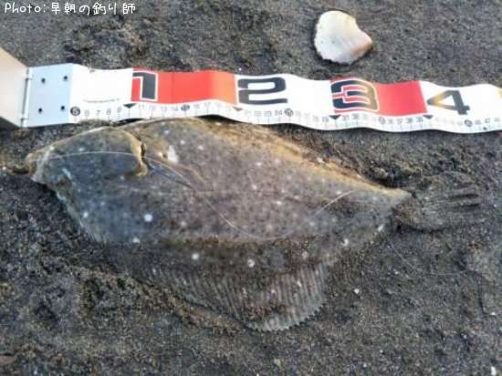 �������쥤