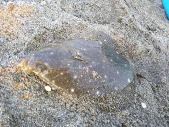 �������쥤