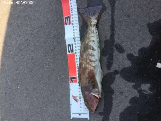 �����ʥ�