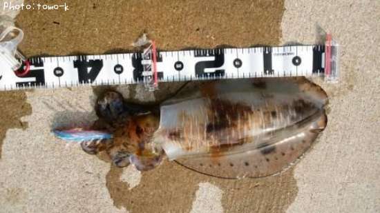 �����ꥤ��