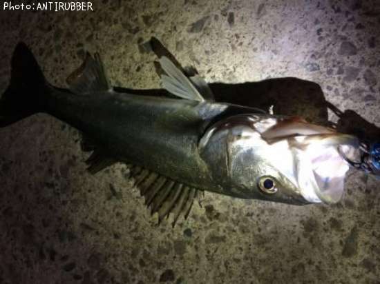 �����Х�