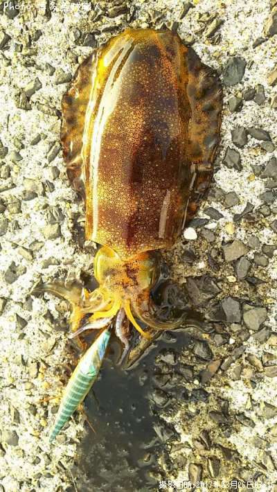 �����ꥤ��