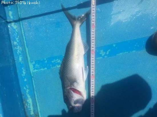 �������ӥ�