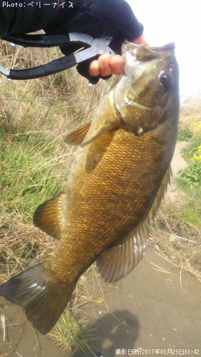 ���⡼��ޥ����Х�