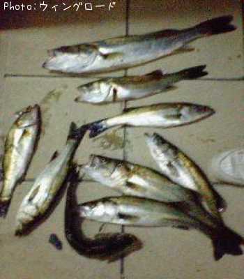 �����Х�