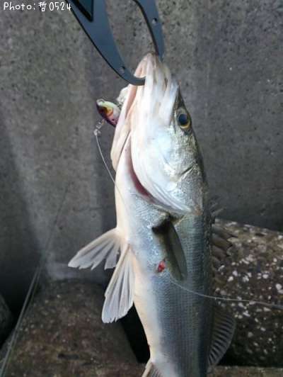 �����Х�