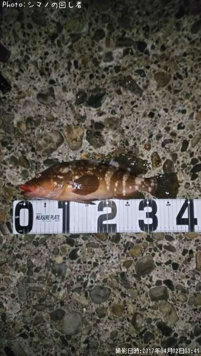 �����ϥ�