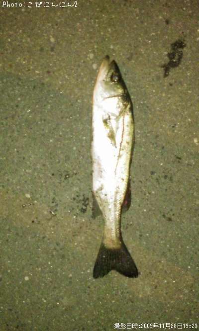 �����Х�