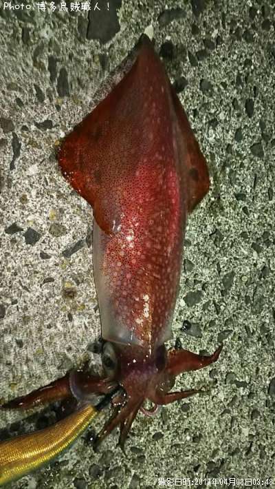 ���󥵥�����