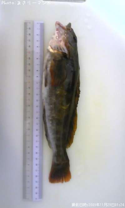 �����ʥ�