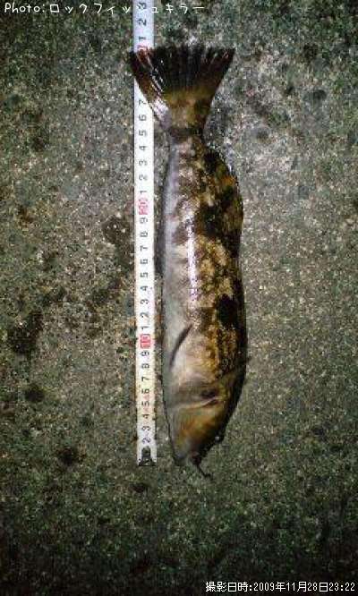 �����ʤ�