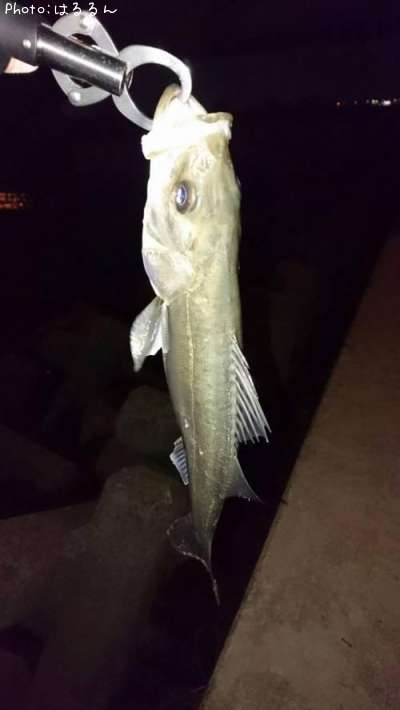 �����Х�