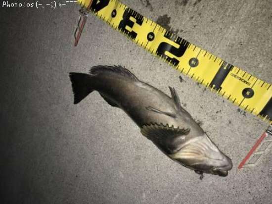 �����ʥ�