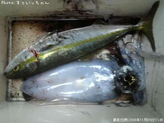 �����ꥤ�����ϥޥ�