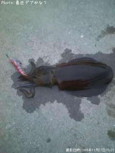 �����ꥤ��