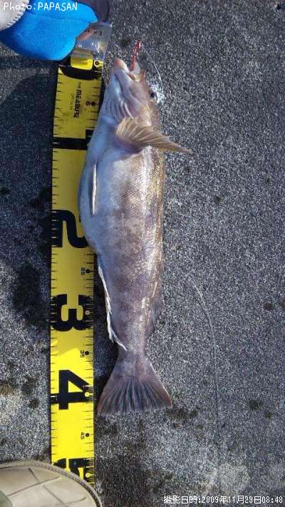 �����ʥ�