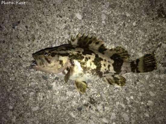 �����Υ���Х�