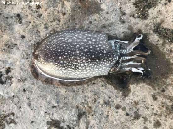 ����䥱����