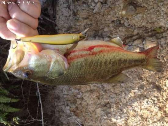 �֥�å��Х�