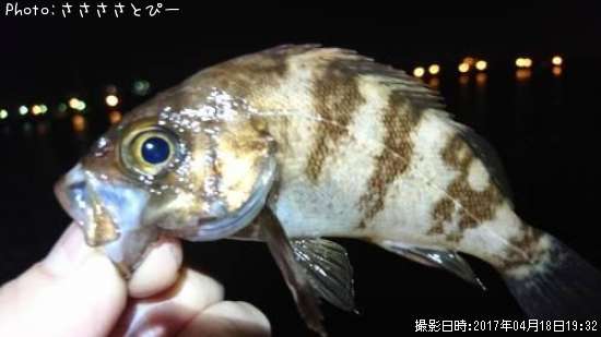 ��Х������