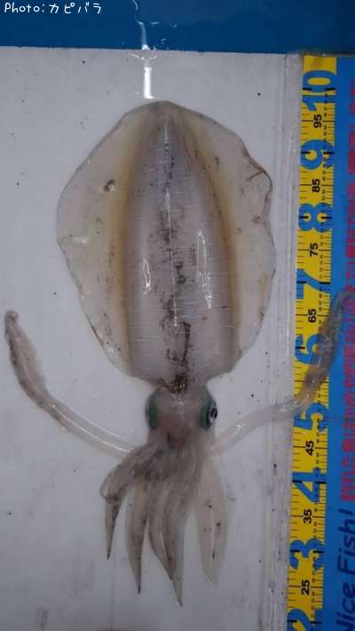 �����ꥤ��