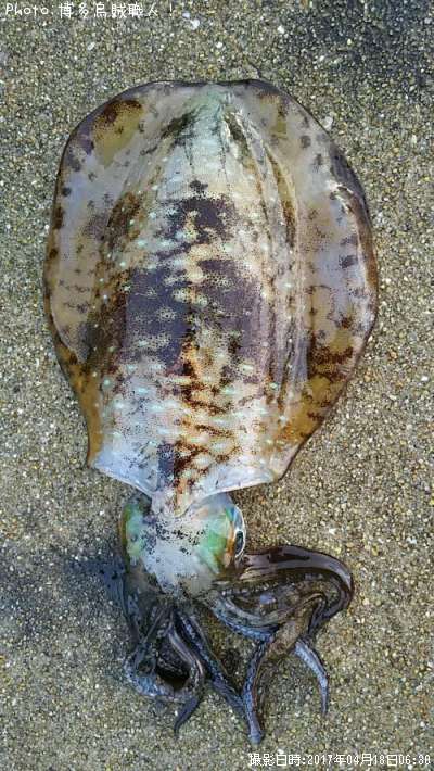 �����ꥤ��