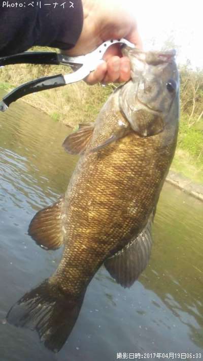 ���⡼��ޥ����Х�