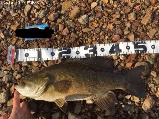 ���⡼��ޥ����Х�