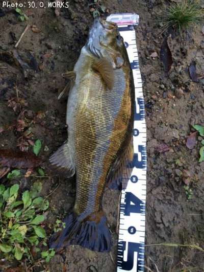 ���⡼��ޥ����Х�