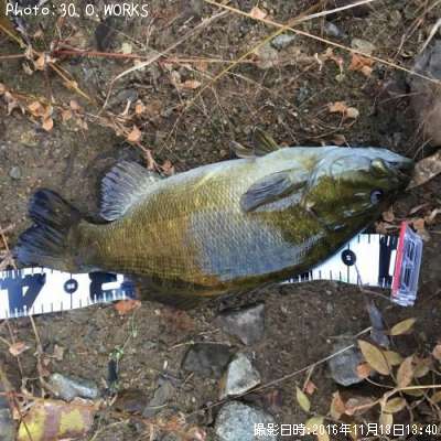 ���⡼��ޥ����Х�