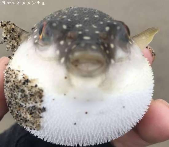 �����ե�