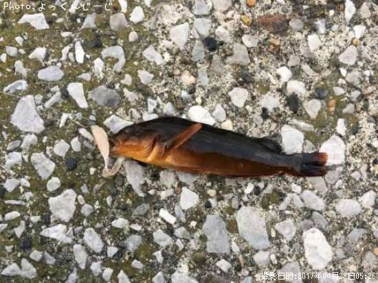 �����ʥ�