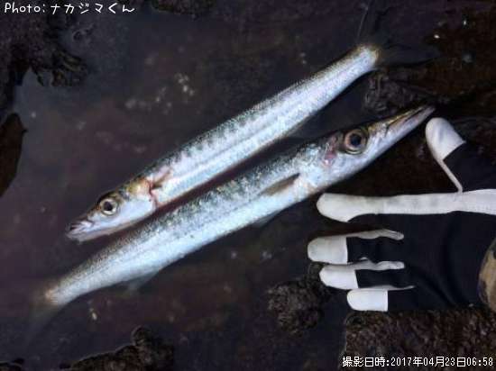 �����ᥫ�ޥ�