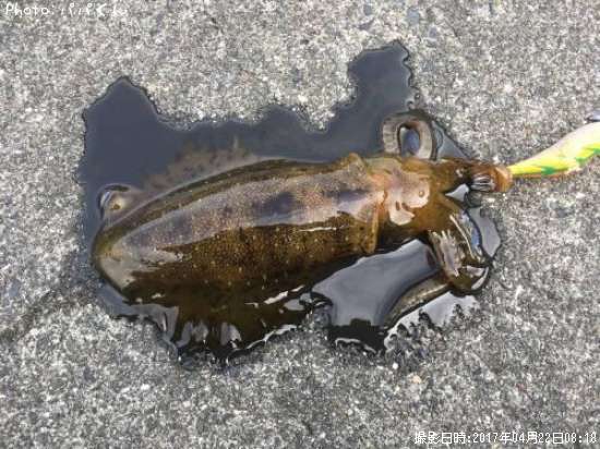 �����ꥤ��