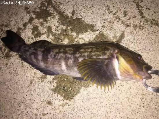 �����ʥ�