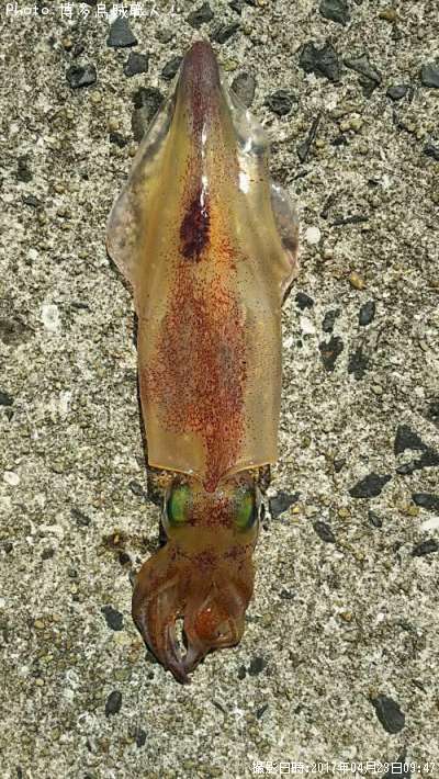 ���󥵥�����