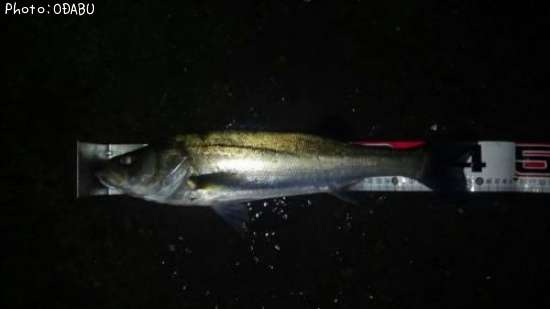 �����Х�