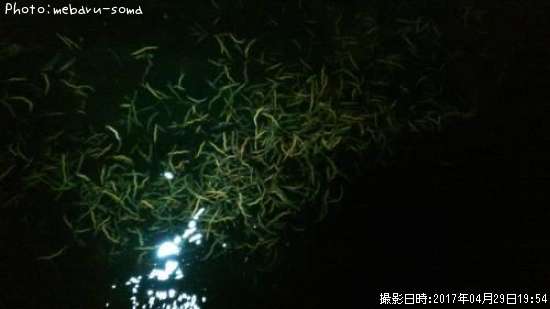 �Х��ʥͥ���