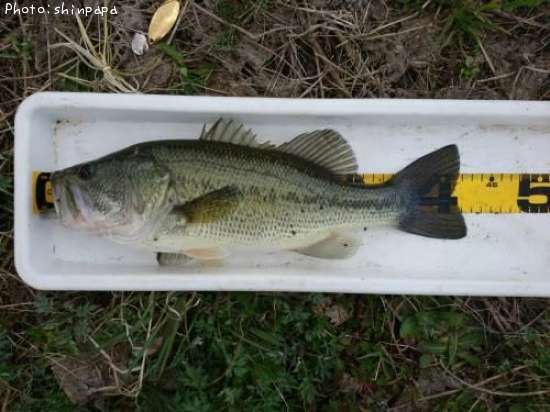 �֥�å��Х�