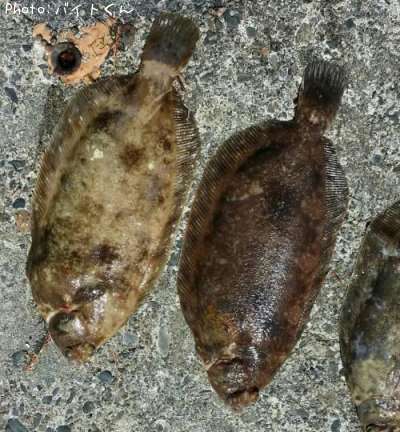 �ʥ᥿���쥤