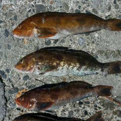 �����ʥ�