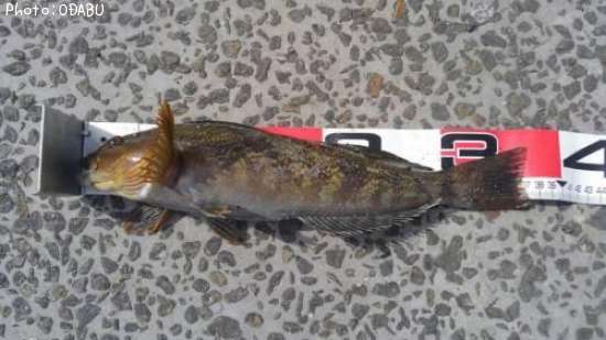 �����ʥ�