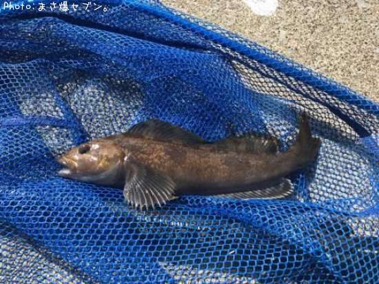 �����ʥ�