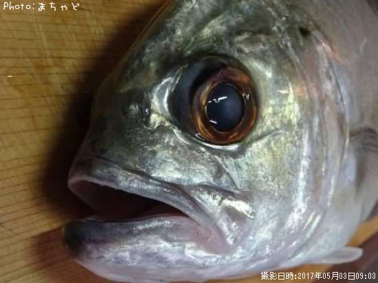 ������ڥ��󥬥ᥢ����