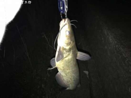 ����ꥫ�ʥޥ�